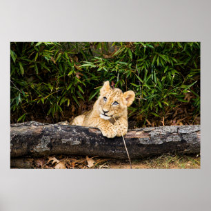 Lion Cub  Poster