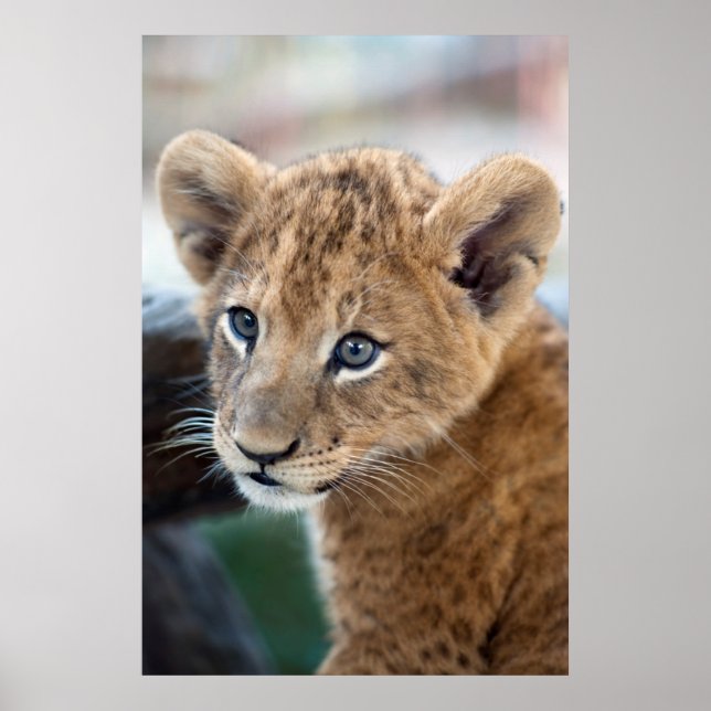 Lion Cub Poster (Front)