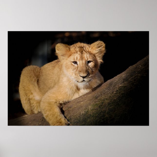 Lion Cub Poster (Front)