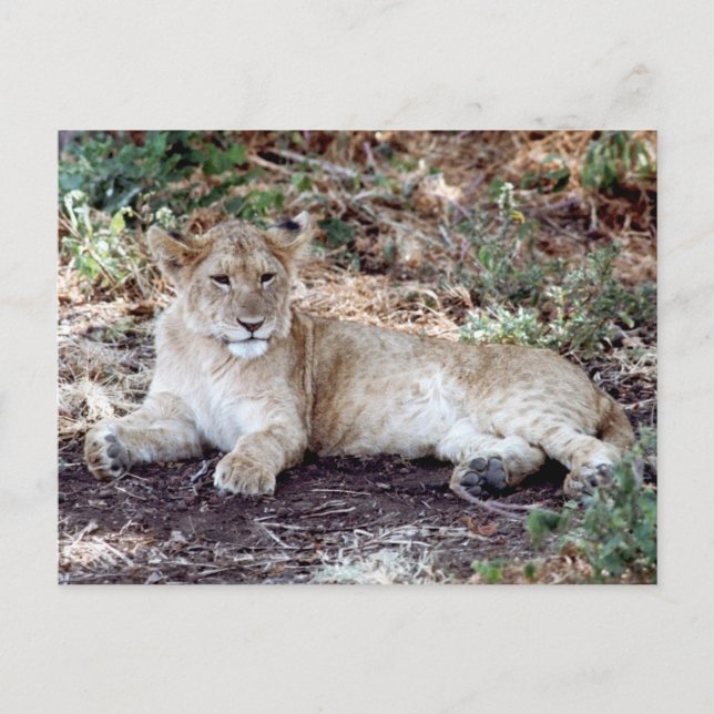 Lion cub resting on the Serengeti Postcard (Front)