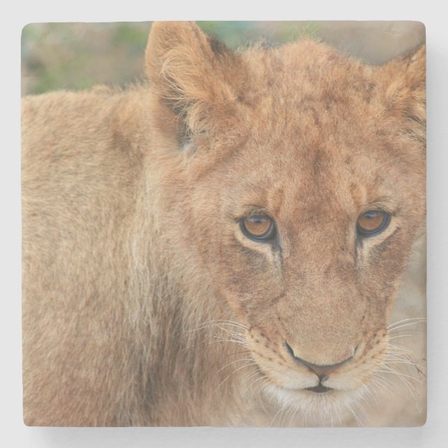 Lion Cub Stone Coaster (Front)