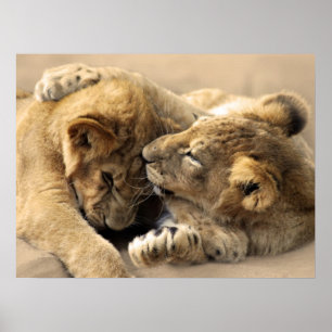 Lion cubs best friends poster