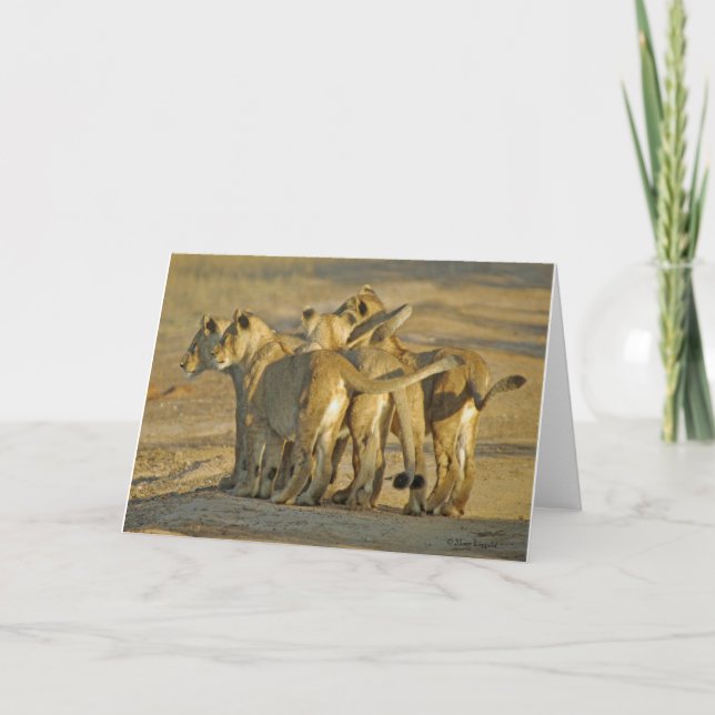 Lion Cubs Card (Front)