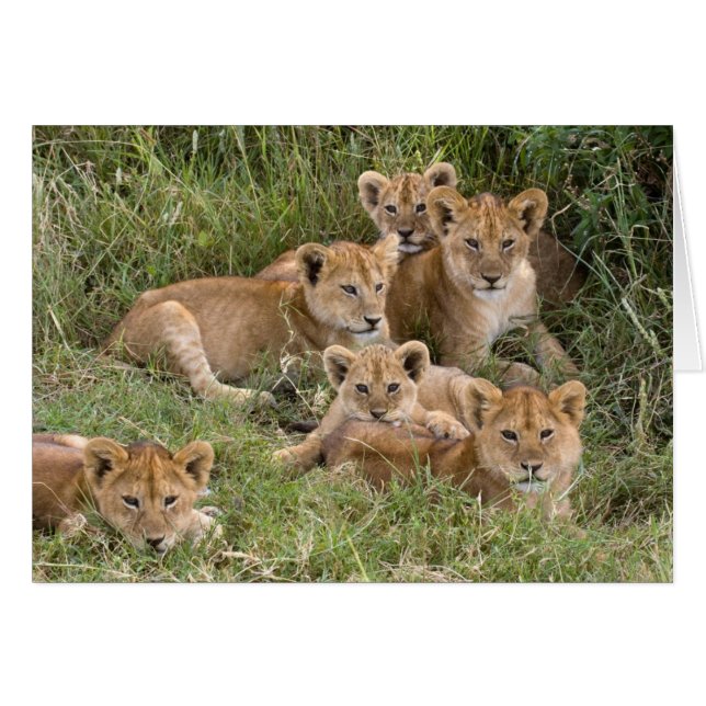 Lion Cubs Cards (Front Horizontal)