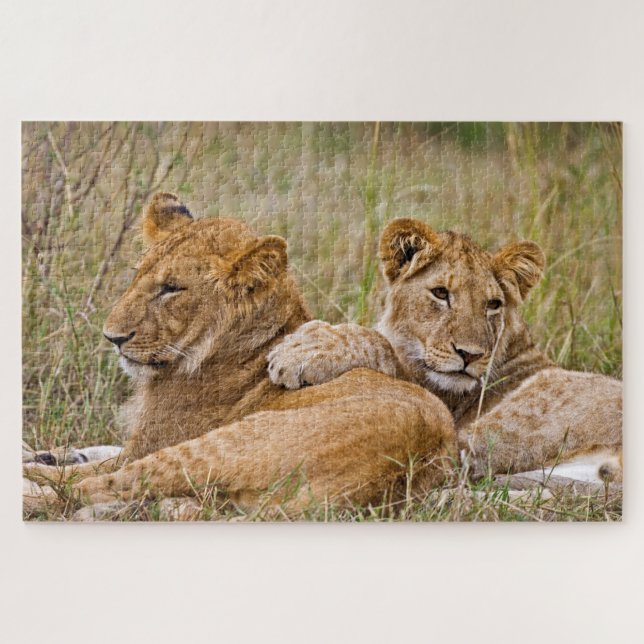 Lion Cubs Lounging Jigsaw Puzzle (Horizontal)