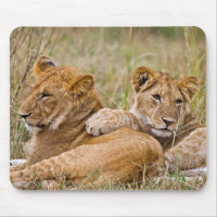Lion Cubs Lounging