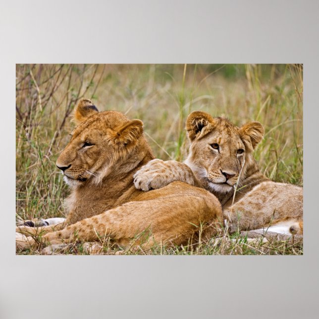Lion Cubs Lounging Poster (Front)