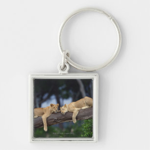 Lion cubs lying on tree branch , Kenya , Africa Key Ring