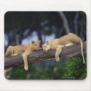 Lion cubs lying on tree branch , Kenya , Africa Mouse Pad