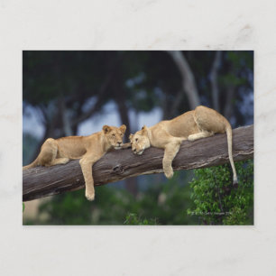 Lion cubs lying on tree branch , Kenya , Africa Postcard