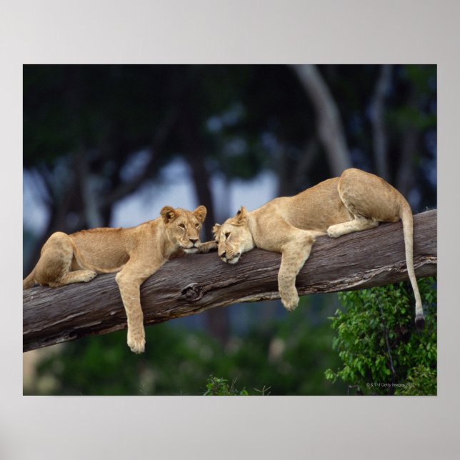 Lion cubs lying on tree branch , Kenya , Africa Poster (Front)