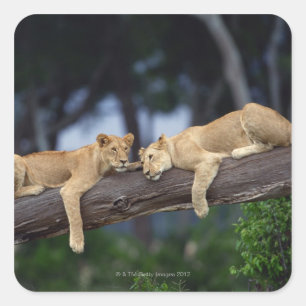 Lion cubs lying on tree branch , Kenya , Africa Square Sticker