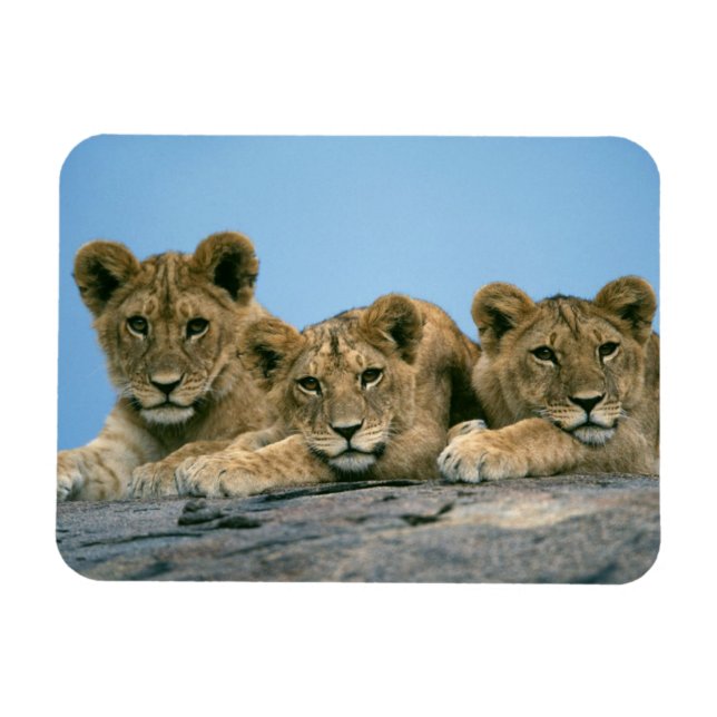 Lion Cubs Magnet (Horizontal)