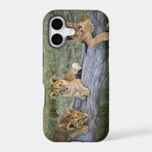 Lion Cubs on Log