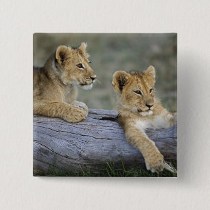 Lion Cubs on Log 15 Cm Square Badge