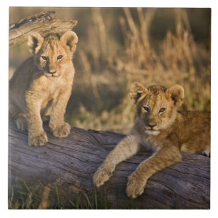 Lion Cubs on Log Ceramic Tile