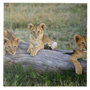 Lion Cubs on Log Ceramic Tile
