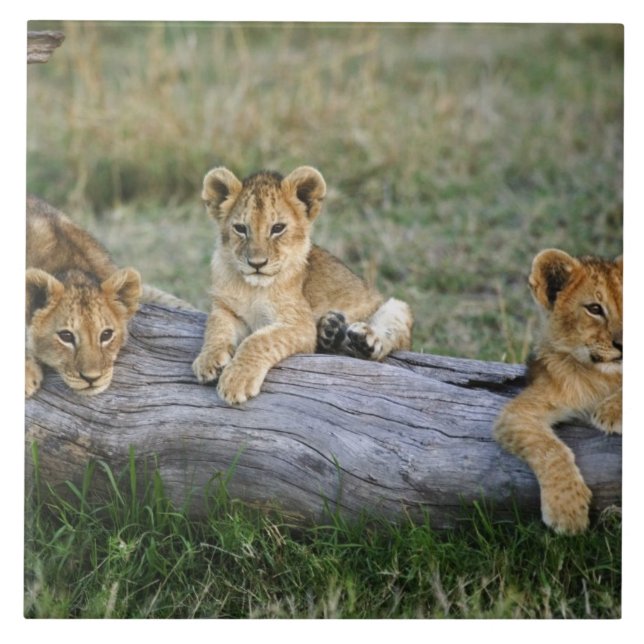 Lion Cubs on Log Ceramic Tile (Front)