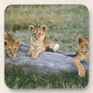 Lion Cubs on Log Coaster