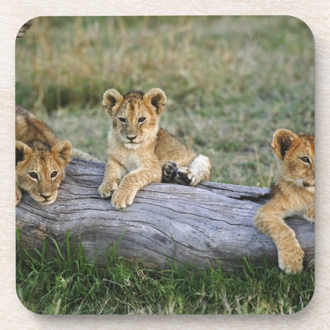 Lion Cubs on Log Coaster (Front)