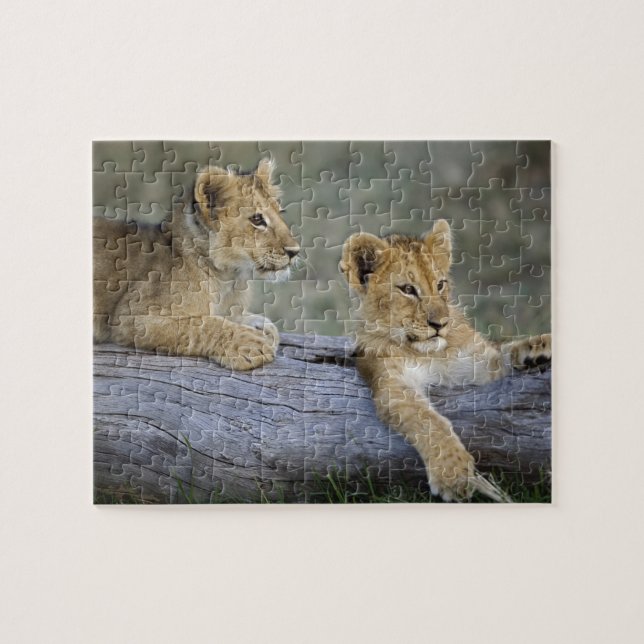Lion Cubs on Log Jigsaw Puzzle (Horizontal)