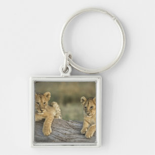 Lion Cubs on Log Key Ring
