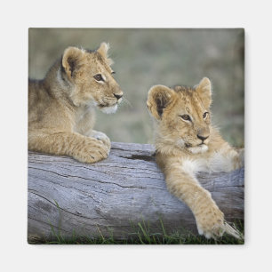 Lion Cubs on Log Magnet