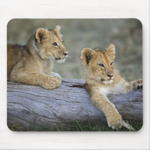 Lion Cubs on Log Mouse Pad