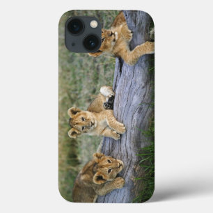 Lion cubs on log, Panthera leo, Masai Mara, 2 iPhone 13 Case