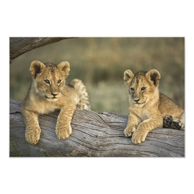 Lion Cubs on Log Photo Print (Front)