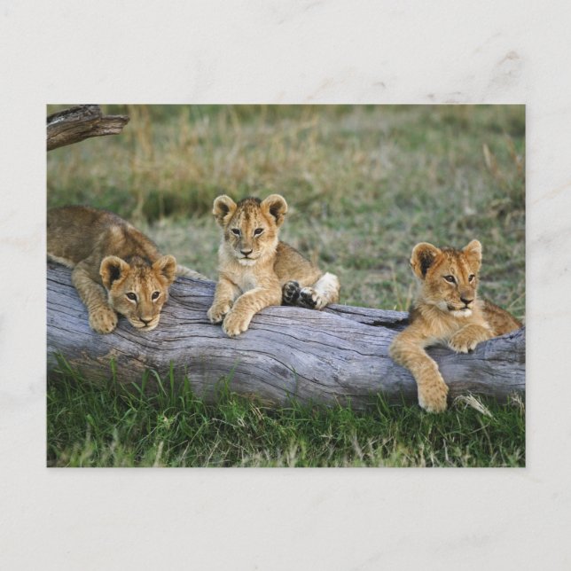 Lion Cubs on Log Postcard (Front)
