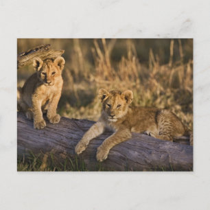 Lion Cubs on Log Postcard