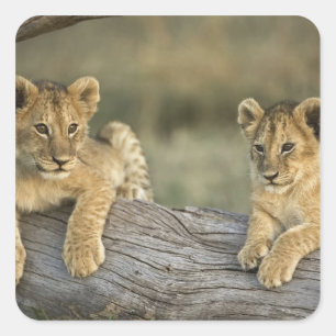 Lion Cubs on Log Square Sticker