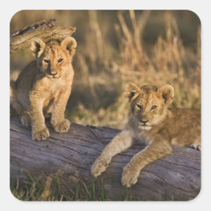 Lion Cubs on Log Square Sticker