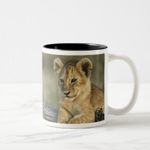 Lion Cubs on Log Two-Tone Coffee Mug