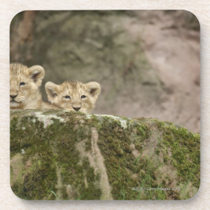 Lion Cubs Peeking Over Rock Coaster