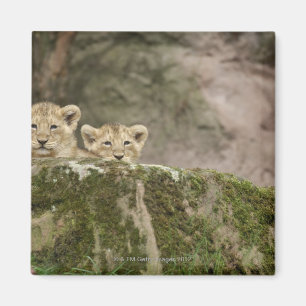 Lion Cubs Peeking Over Rock Magnet