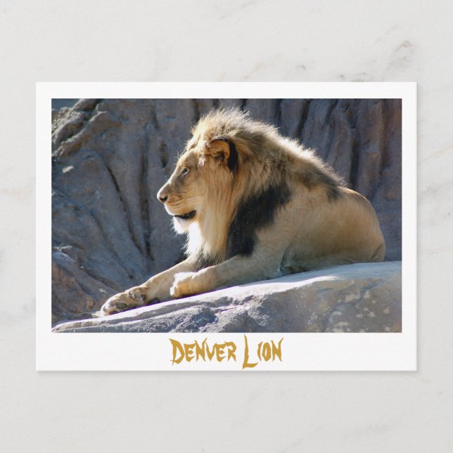 lion, Denver Lion Postcard (Front)