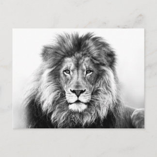 Lion Design Postcard