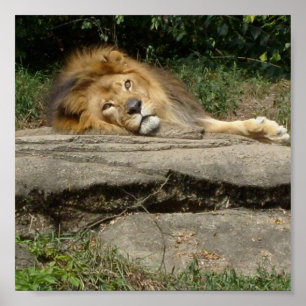 Lion Design Poster