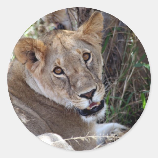 lion face classic round sticker (Front)