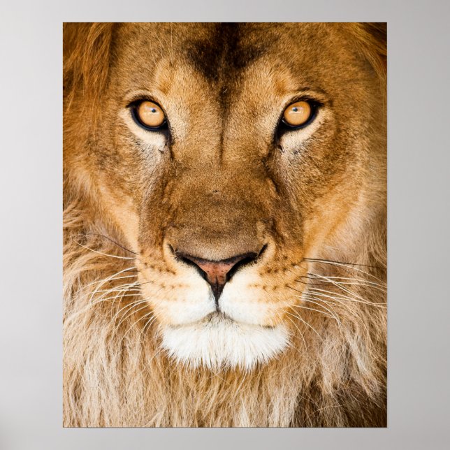 Lion Face Closeup Poster (Front)