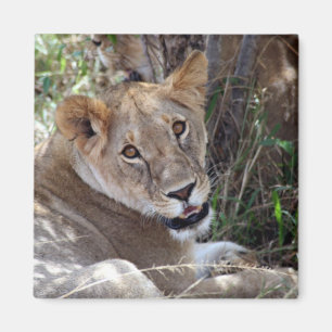 lion face magnet