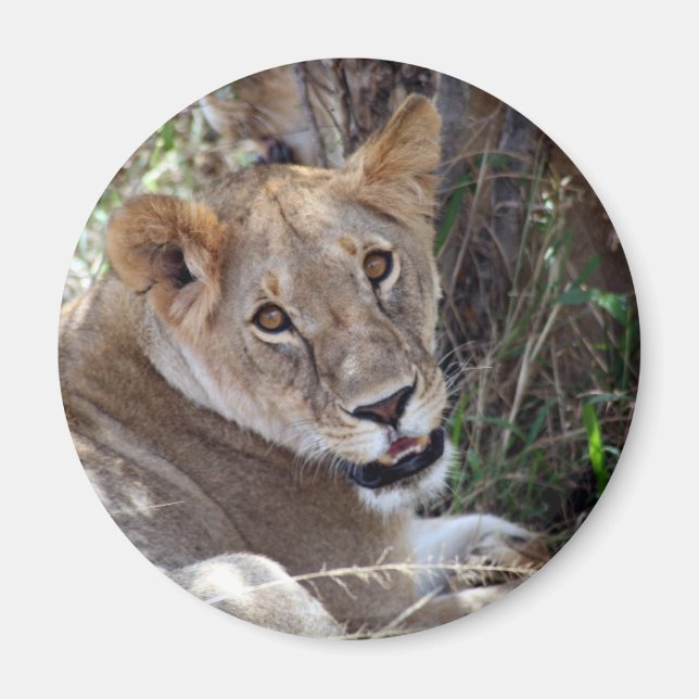 lion face magnet (Front)