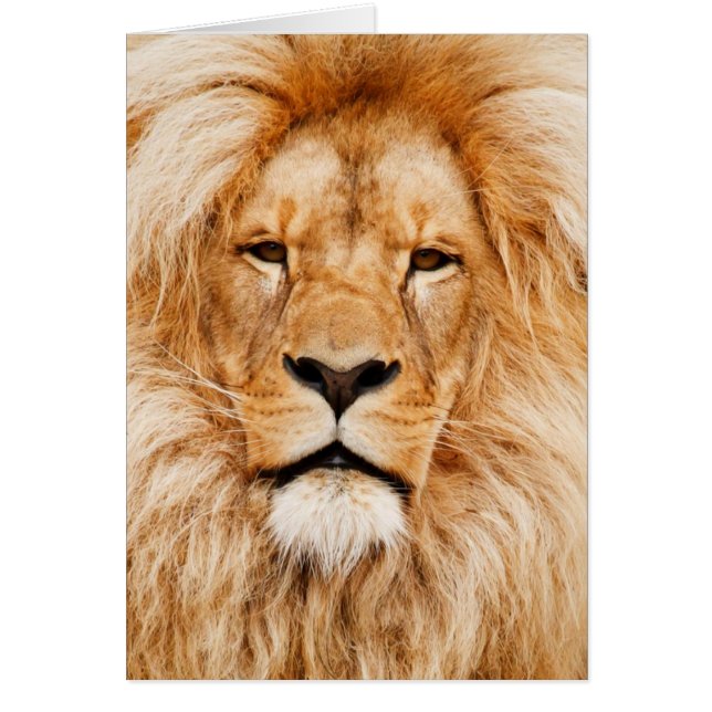 Lion Face Photograph (Front)