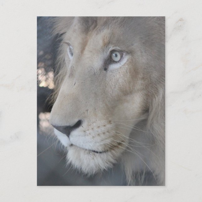 Lion Face Postcard (Front)