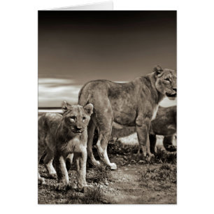 Lion Family