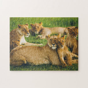Lion Family Mother Cubs Baby Lions Jungle Savannah Jigsaw Puzzle