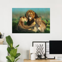 Lion family 