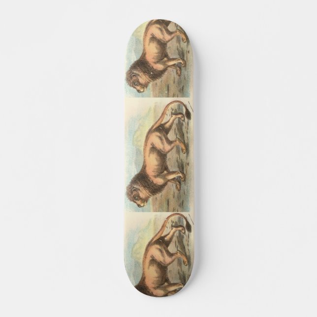 Lion, Felis leo Skateboard (Front)